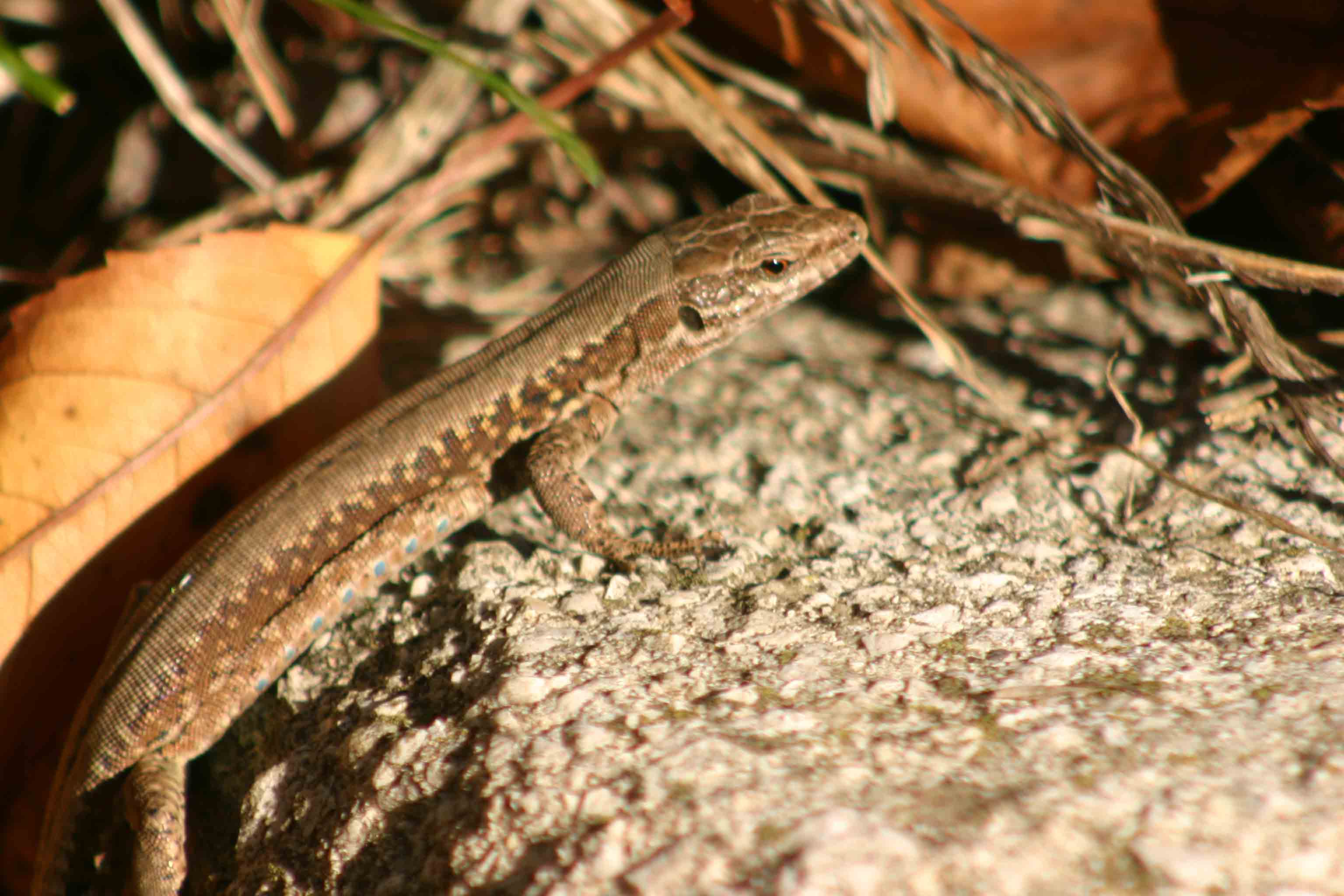 Podarcis muralis